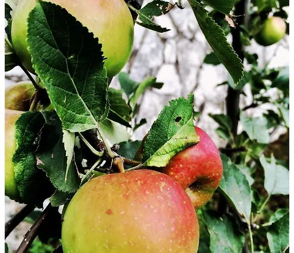 Galjanić Apartament Buzdohanj